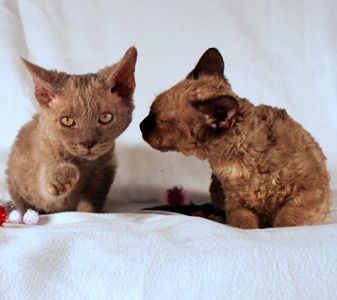 Sphynx-Selkirk Rex-hybriden2.jpg